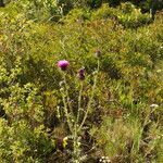 Carduus nigrescens habit picture by Paul FRANCK (cc-by-sa)