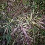 Bromus diandrus leaf picture by Jean-Marie NIER (cc-by-sa)