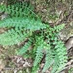 Asplenium fontanum habit picture by Béatrice Escande (cc-by-sa)