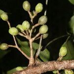 Bursera simaruba fruit picture by Nelson Zamora Villalobos (cc-by-nc)