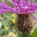 Centaurea nervosa flower picture by Claudio Malpede (cc-by-sa)