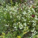 Galium pumilum habit picture by Jacques Zuber (cc-by-sa)