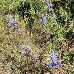 Eryngium bourgatii habit picture by Sarami (cc-by-sa)