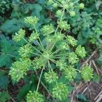 Angelica atropurpurea flower picture by Tiffy Knock (cc-by-sa)