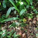 Corymborkis flava leaf picture by Figueroa Sandi Jeisson (cc-by-sa)