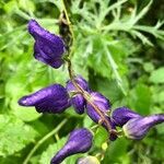 Aconitum napellus flower picture by Domi Domi (cc-by-sa)