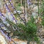 Anarrhinum bellidifolium habit picture by Alain Lagrave (cc-by-sa)