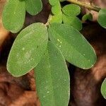 Lespedeza bicolor leaf picture by Bruce Winter (cc-by-sa)