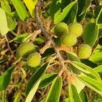 Grewia holstii fruit picture by susan brown (cc-by-sa)