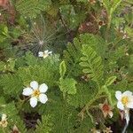 Chamaebatia foliolosa flower picture by Shelby Warfe (cc-by-sa)