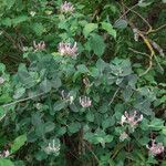 Lonicera etrusca habit picture by Emanuele Santarelli (cc-by-sa)