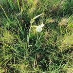 Gladiolus gunnisii habit picture by susan brown (cc-by-sa)