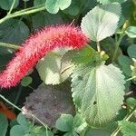 Acalypha herzogiana flower picture by Trap Hers (cc-by-sa)