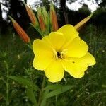 Oenothera stricta flower picture by Hélène Rabin (cc-by-sa)