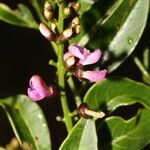 Lonchocarpus lanceolatus flower picture by Nelson Zamora Villalobos (cc-by-nc)