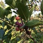 Crataegus crus-galli fruit picture by anu advani (cc-by-sa)