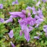 Penstemon cardwellii flower picture by maristela diaz (cc-by-sa)