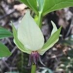 Trillium rugelii flower picture by Tom Jones (cc-by-sa)