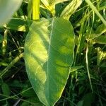 Asclepias viridis leaf picture by Aaron Harp (cc-by-sa)