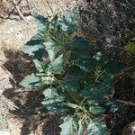 Datura wrightii habit picture by Corrine Marshall (cc-by-sa)