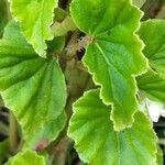 Begonia hirtella leaf picture by Frederick Henderson (cc-by-sa)