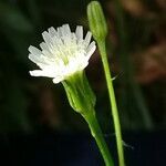 Hypochaeris albiflora flower picture by Villena Rojas Marcelo (cc-by-sa)