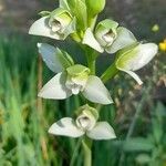 Chloraea membranacea flower picture by Trap Hers (cc-by-sa)