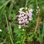 Erica vagans flower picture by Jean-Luc Hercent (cc-by-sa)