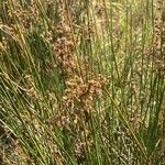 Juncus maritimus flower picture by hieracium eriophorum (cc-by-sa)