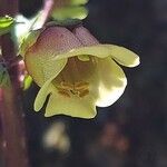 Scrophularia trifoliata flower picture by Sergio costantini (cc-by-sa)