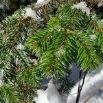 Abies nordmanniana leaf picture by Arch Stanton (cc-by-sa)