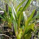 Cyrtochilum auropurpureum leaf picture by Gabriel OLLIVIER (cc-by-sa)