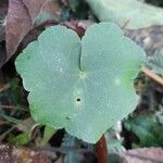 Hydrocotyle callicephala leaf picture by Trap Hers (cc-by-sa)