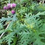 Cirsium alsophilum habit picture by Renaud Brochiero (cc-by-sa)