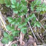 Potentilla supina leaf picture by michel vincent (cc-by-sa)