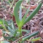 Carpobrotus rossii leaf picture by Ball Darren (cc-by-sa)