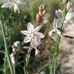 Asphodelus fistulosus flower picture by martos tortosa (cc-by-sa)