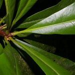 Clavija costaricana leaf picture by Nelson Zamora Villalobos (cc-by-nc)