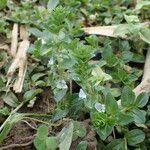 Veronica serpyllifolia habit picture by Sylvain Piry (cc-by-sa)