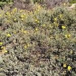 Cistus halimifolius habit picture by Patrice Barbier (cc-by-sa)