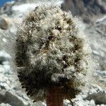 Valeriana pycnantha fruit picture by Fabien Anthelme (cc-by-sa)