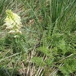 Pedicularis comosa habit picture by Sylvain Piry (cc-by-sa)