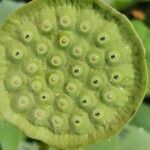 Nelumbo nucifera fruit picture by Pazzaglia Aron (cc-by-sa)