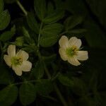 Kallstroemia pubescens flower picture by Nelson Zamora Villalobos (cc-by-nc)