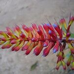 Aechmea organensis flower picture by Renato Lima (cc-by-nc-sa)