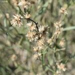 Baccharis spicata flower picture by Muzzachiodi Norberto (cc-by-sa)