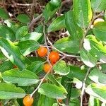 Celtis iguanaea fruit picture by Trap Hers (cc-by-sa)