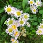 Erigeron philadelphicus flower picture by Marie-Claude Lambert (cc-by-sa)