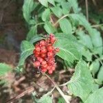 Sambucus racemosa fruit picture by john vantighem (cc-by-sa)