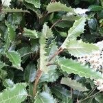 Olearia macrodonta leaf picture by joyce scott (cc-by-sa)